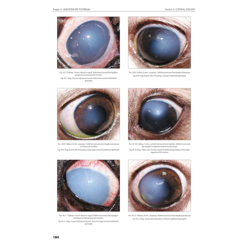 Атлас заболеваний роговицы у собак и кошек фото 4